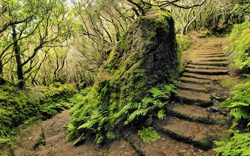 Monte de Las Mercedes, bosque de laurisilva